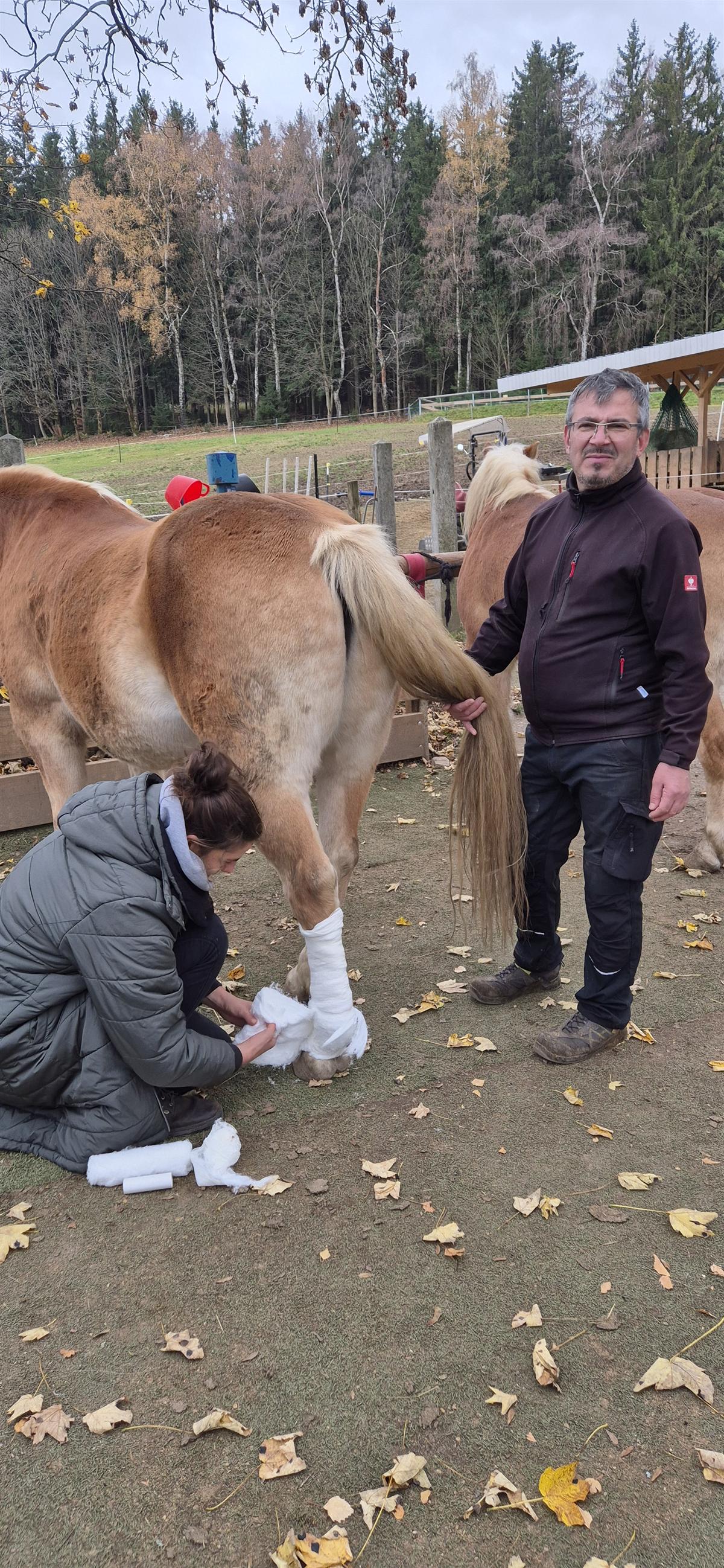 Pferdegesundheit mit Tierärzten