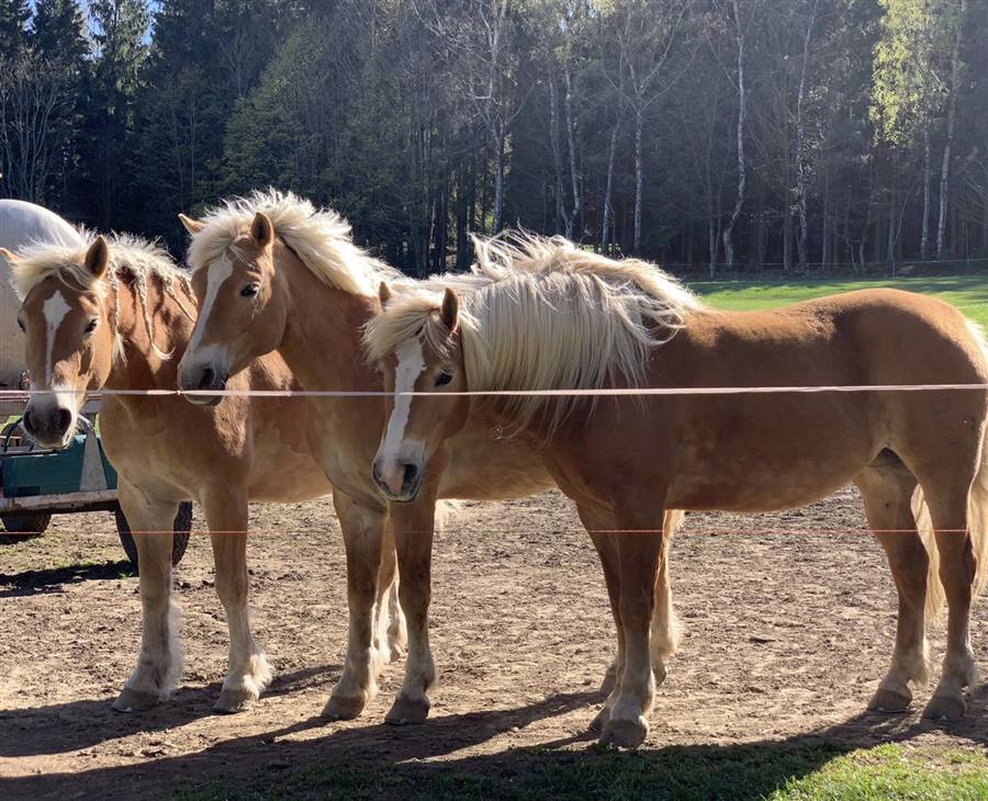 Drei Haflinger