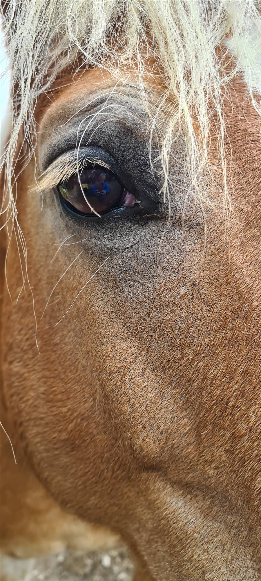 Pferdeauge Nahaufnahme