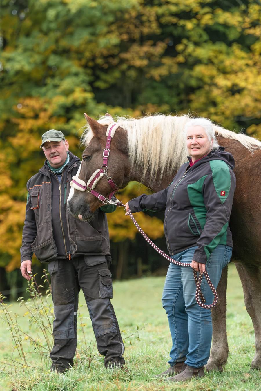 Pferde auf der Weide