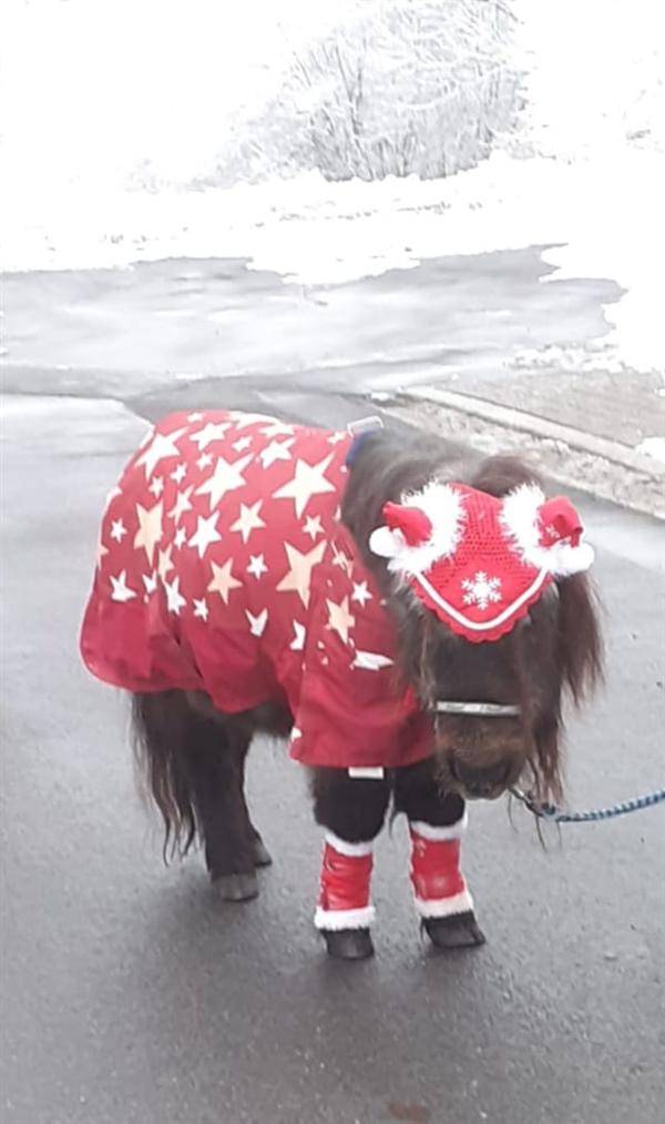 Sammy
